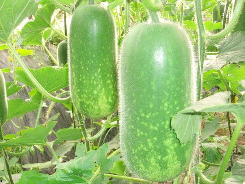 临海爆料吃瓜视频大全,吃瓜视频大全，揭秘幕后真相